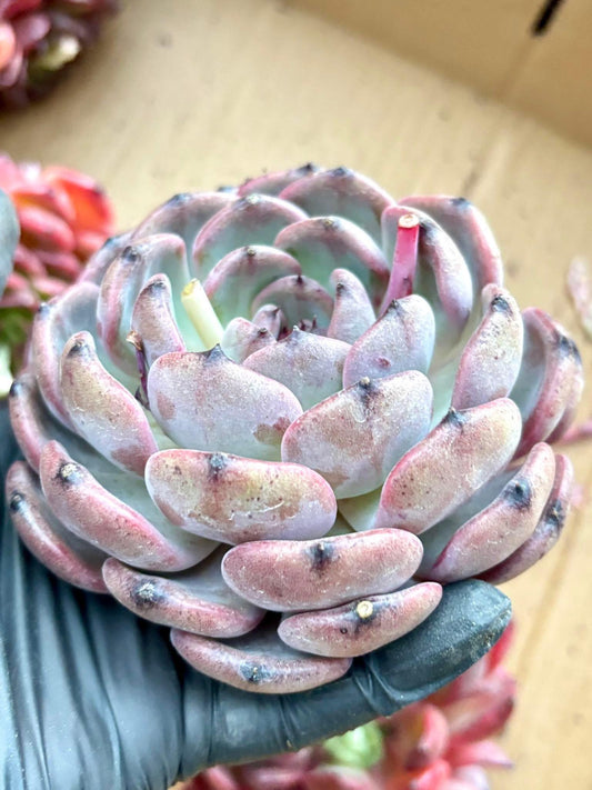 Echeveria Purple Altar | Live Succulent Plant | Korean Succulent | Rare Imported Echeveria | Imported Plants