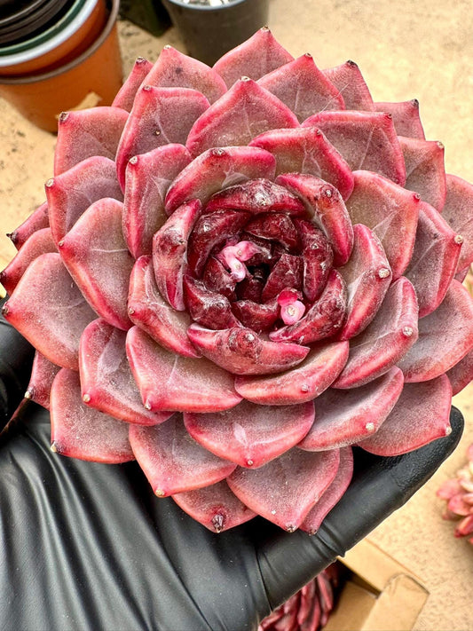 Echeveria Sakuragi | Rare Imported Succulent | Collector’s Succulent
