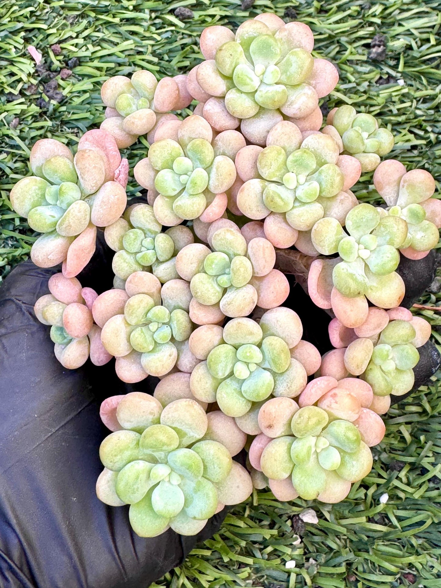 Echeveria Rococo Variegated | Live Succulent Plant | Rare Imported Echeveria | Imported Plants