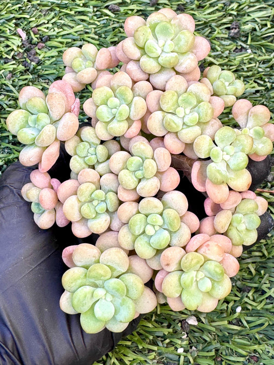 Echeveria Rococo Variegated | Live Succulent Plant | Rare Imported Echeveria | Imported Plants