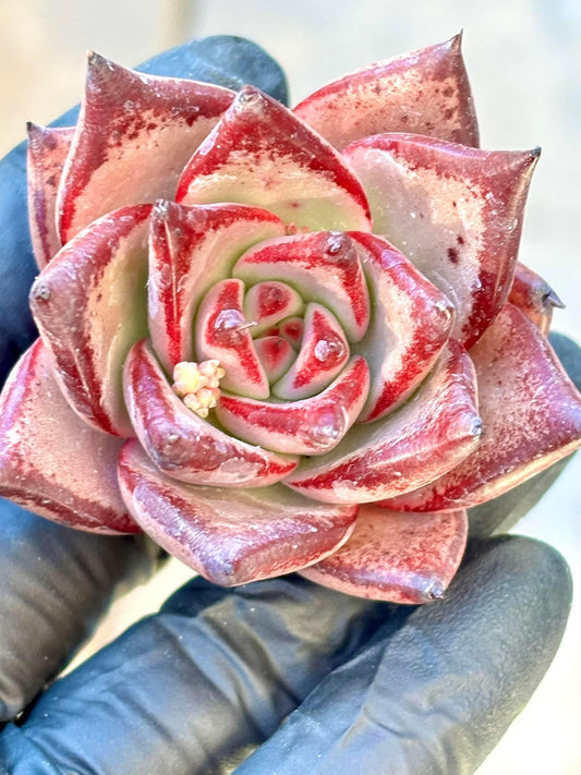 Echeveria Romeo | Live Succulent Plant | Korean Succulent | Rare Imported Echeveria | Imported Plants