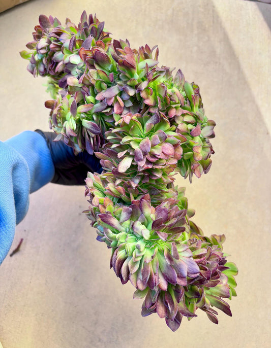 Aeonium Linlang Variegated Crested | 13” width | Live Succulent Plant | Korean Succulent | Variegated aeonium | Imported Plants |