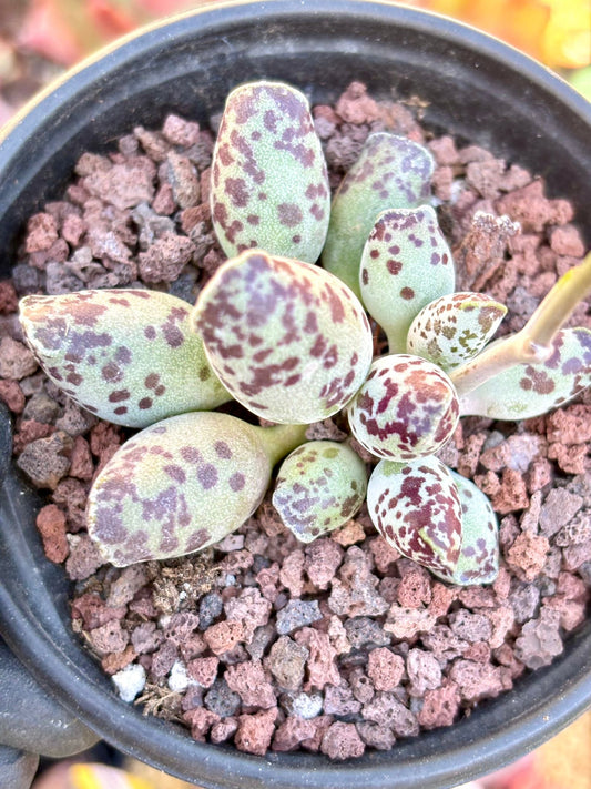 Andromiscus Festivus | Live Succulent Plant | Korean Succulent | Variegated Echeveria | Imported Plants | Echeveria Clusters