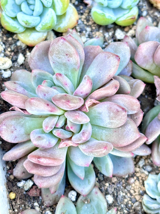 Echeveria Ice Snow | Live Succulent Plant | Korean Succulent | Rare Imported Echeveria | Imported Plants