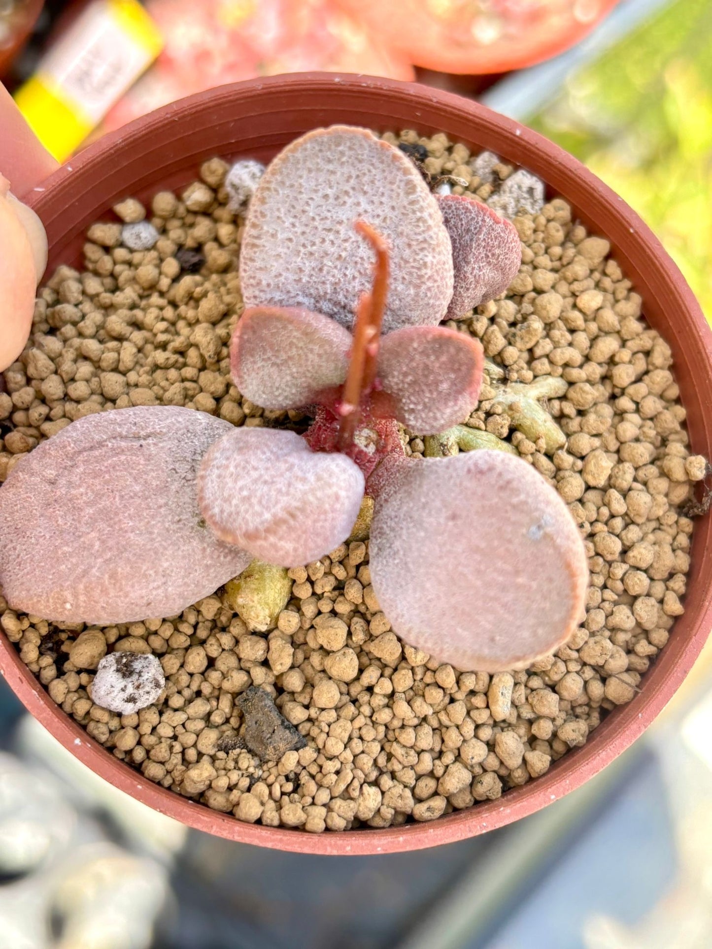 Adromischus Sweetheart Live Succulent Plant | Korean Succulent | Rare Imported Echeveria | Imported Plants