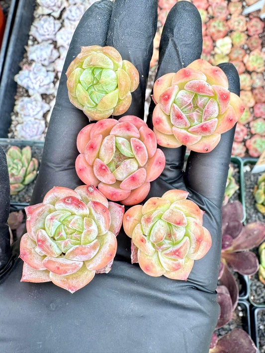 Echeveria Cupid (5pcs) | Live Succulent Plant | Korean Succulent | Rare Imported Echeveria | Imported Plants