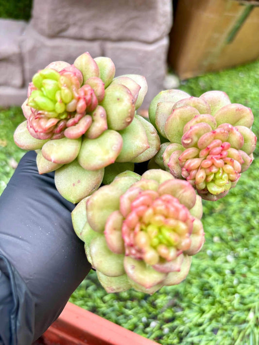 Echeveria Apple Blossom | Live Succulent Plant | Korean Succulent | Rare Imported Echeveria | Imported Plants