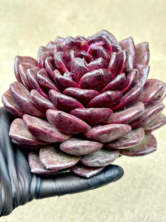 Echeveria Black Jade Unicorn | Live Succulent Plant | Korean Succulent | Rare Imported Echeveria | Imported Plants