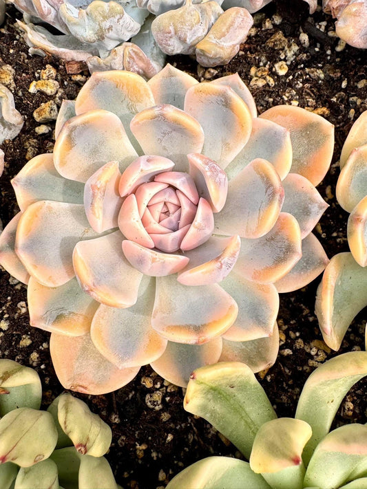 Echeveria Tynie Berger Variegated | Live Succulent Plant | Korean Succulent | Variegated Echeveria | Imported Plants