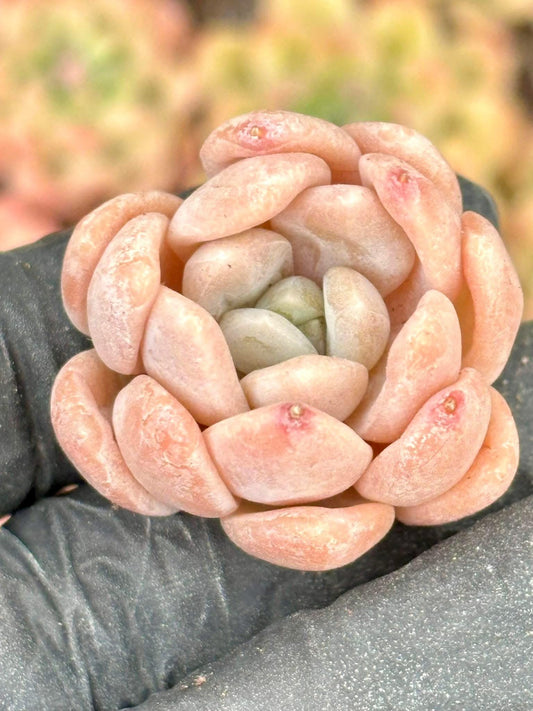 Echeveria Dryant | Live Succulent Plant | Imported Plants | Imported Echeveria