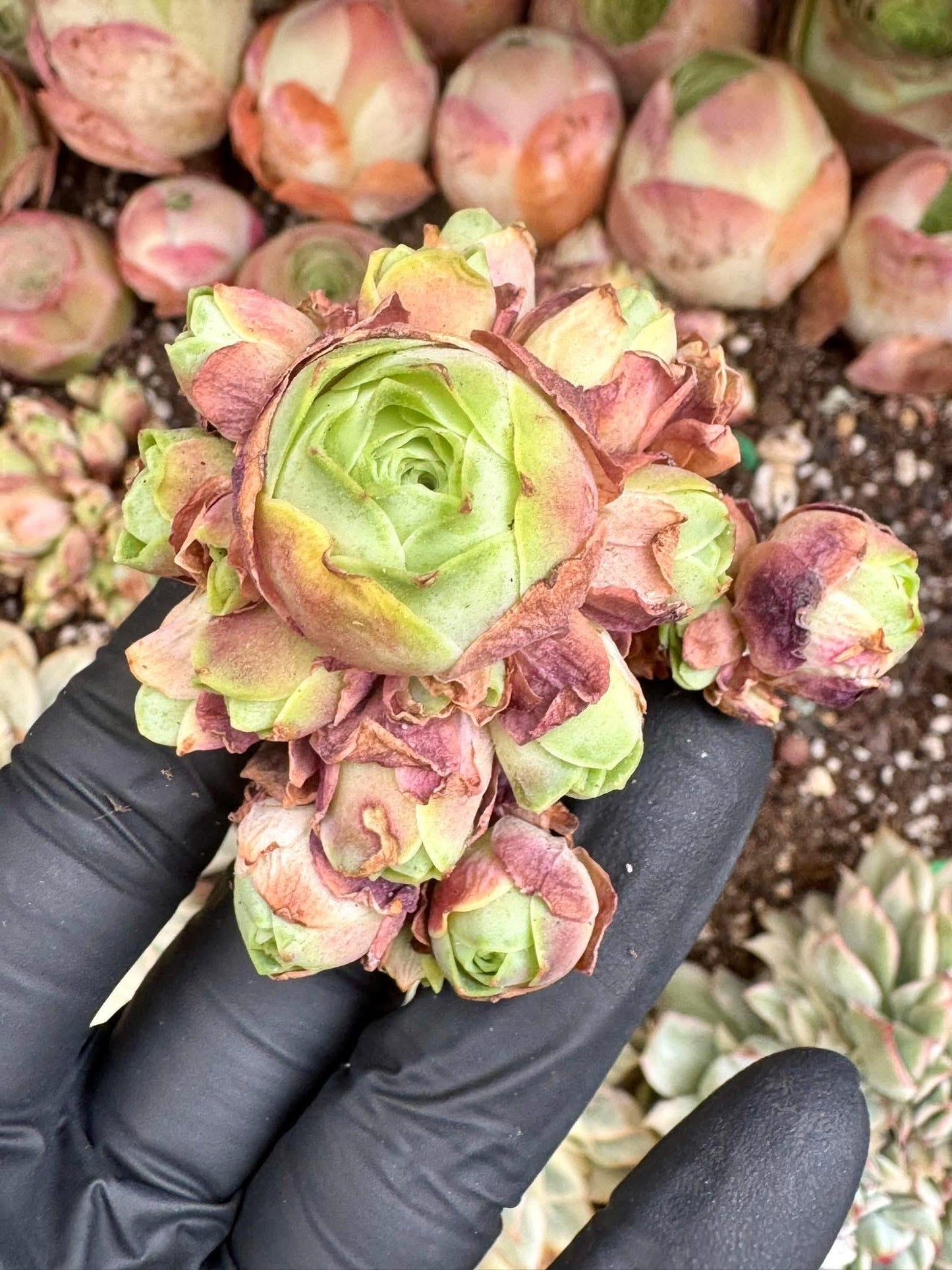 Greenovia Red Velvet | Rare Imported Succulent | Collector’s Succulent