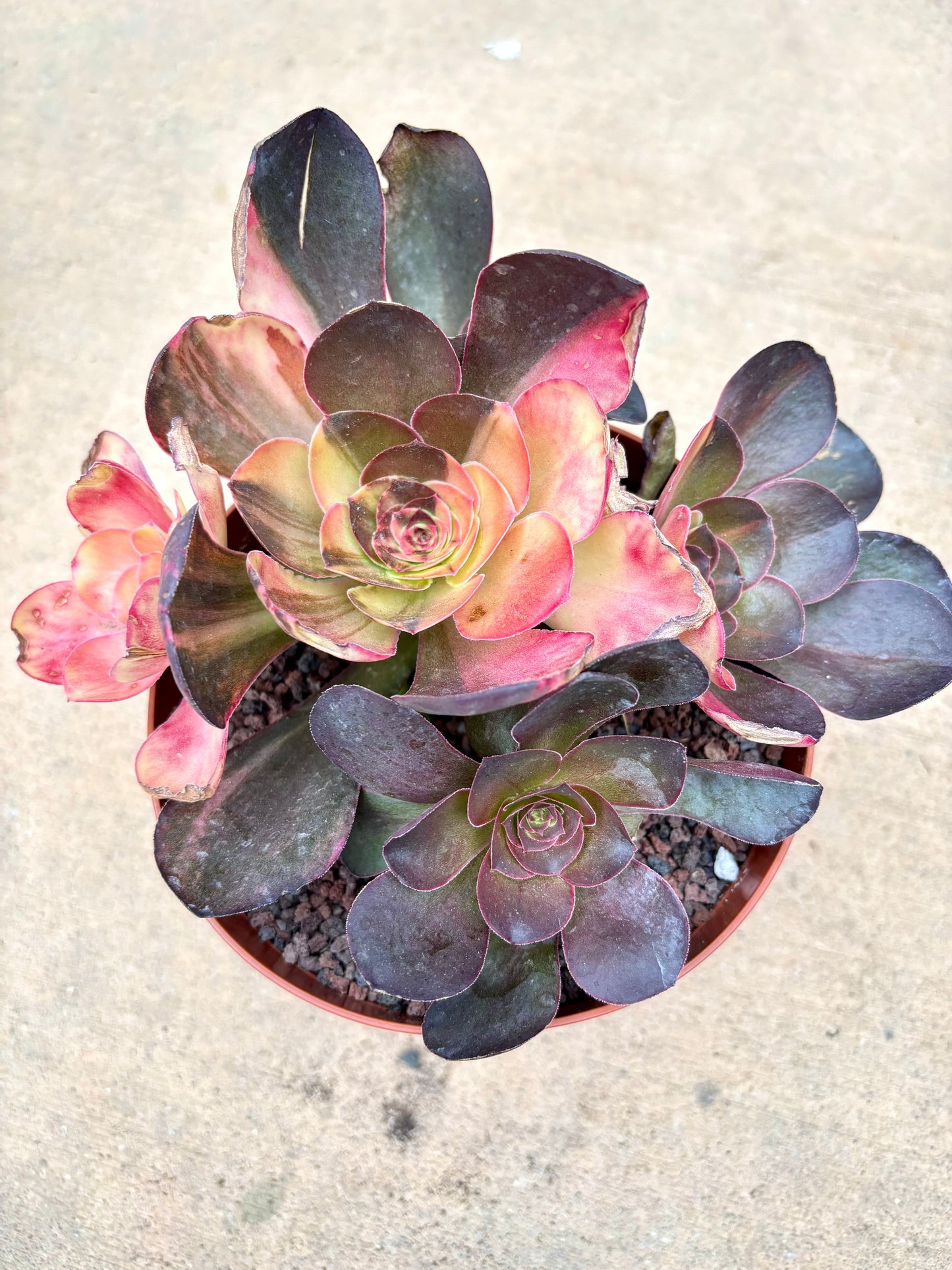 Aeonium Diamond Rose | Live Succulent Plant | Korean Succulent | Rare Imported Echeveria | Imported Plants