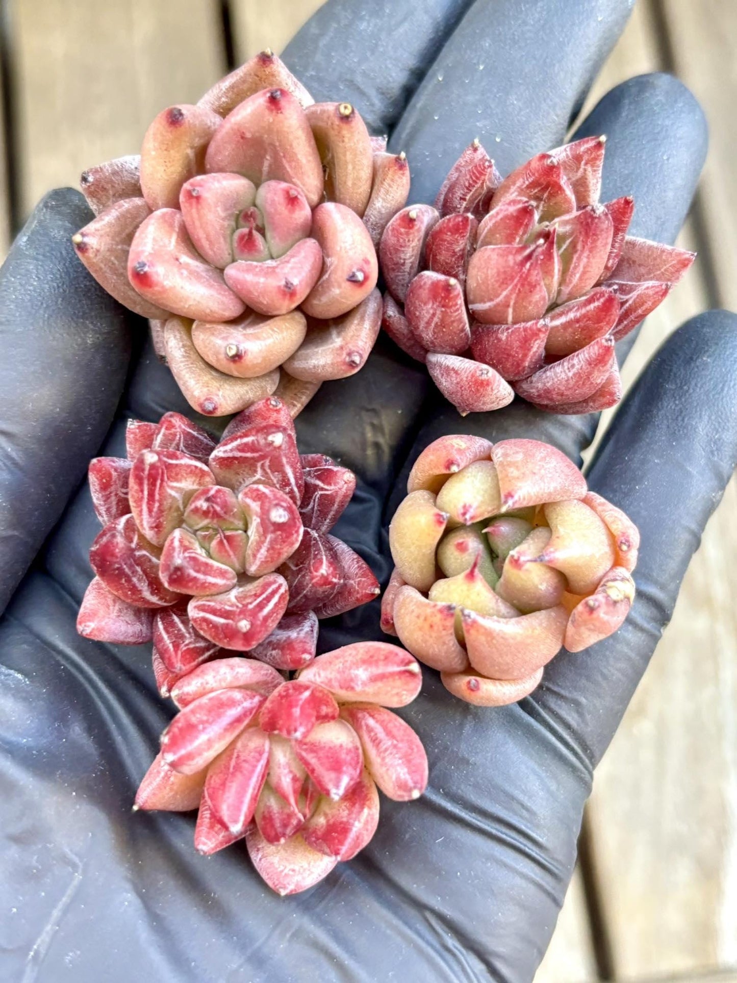 Echeveria Agavoides Hybrid - Pack of 5 | Live Succulent Plant | Korean Succulent | Variegated Echeveria | Imported Plants