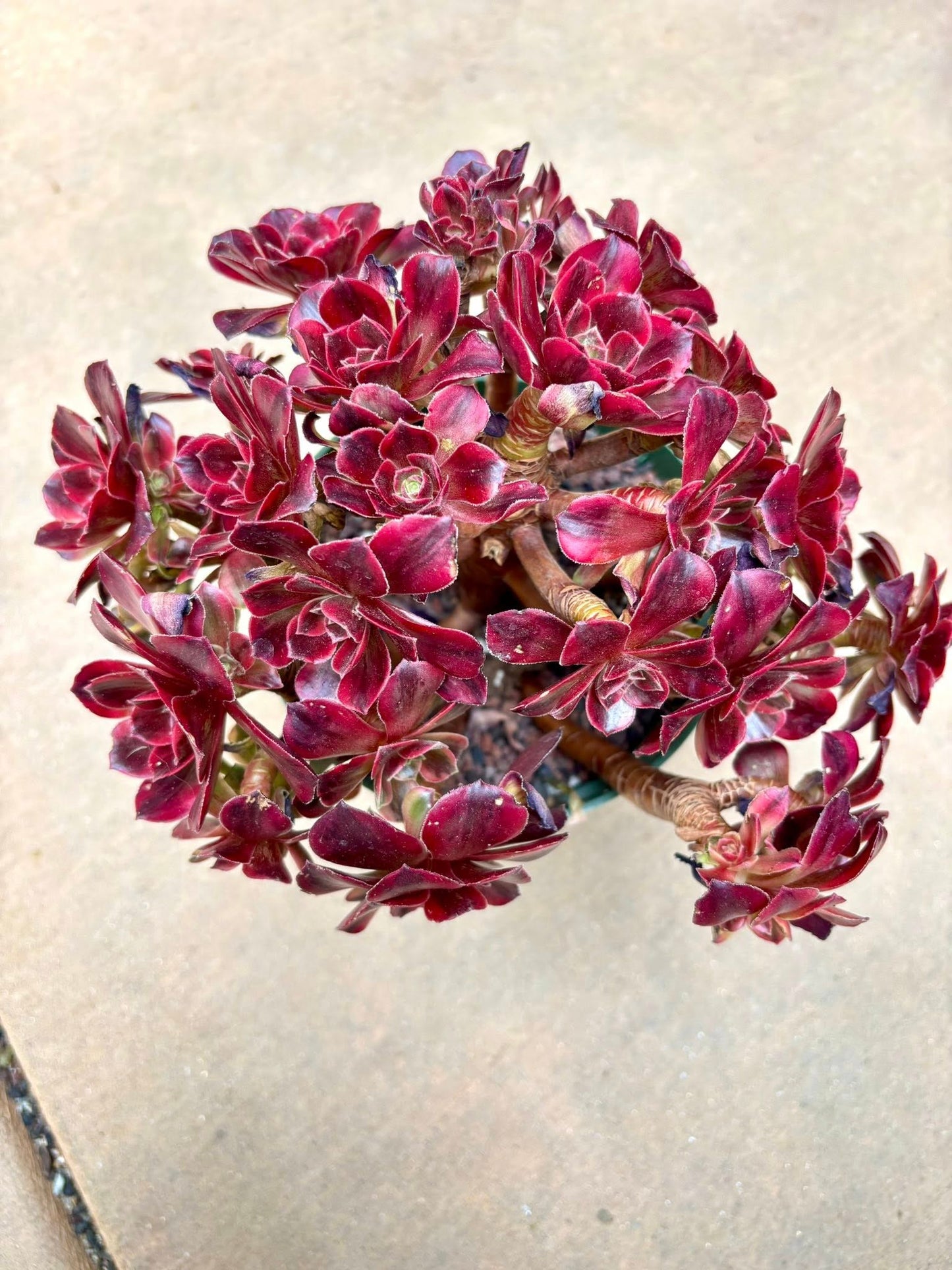 Aeonium Anna Variegated | Live Succulent Plant | Korean Succulent | Rare Imported Echeveria | Imported Plants