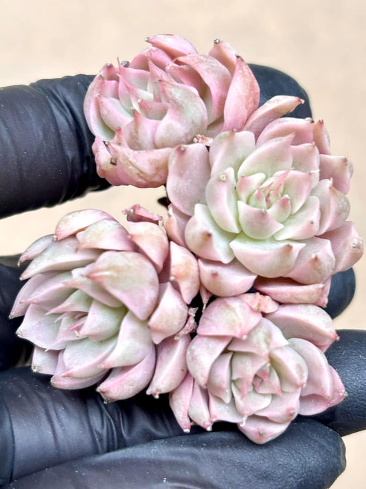 Echeveria Margaret Variegated | Live Succulent Plant | Korean Succulent | Variegated Pachyveria | Imported Plants | Echeveria Clusters