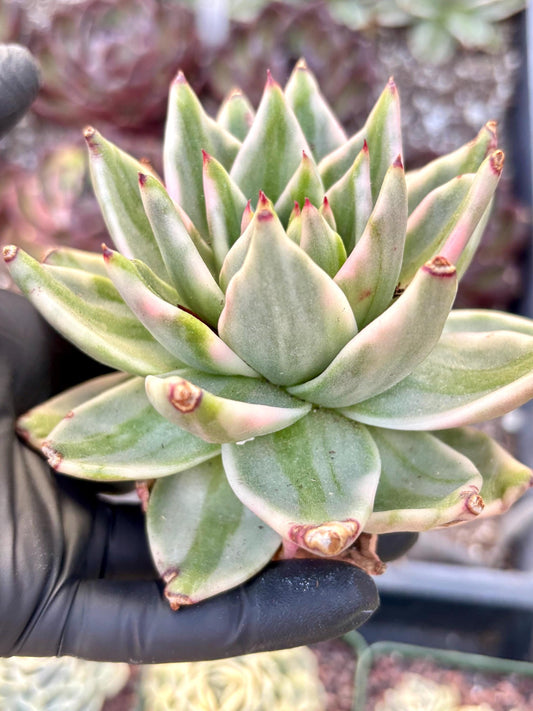 Echeveria Elkhorn variegated | Live Succulent Plant | Korean Succulent | Rare Imported Echeveria | Imported Plants