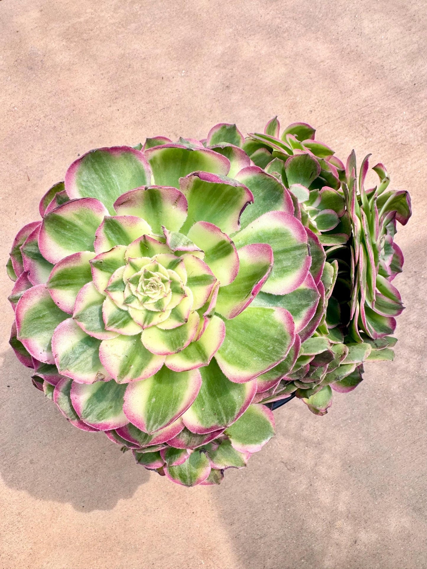 Aeonium Sea Fairy Variegated | Live Succulent Plant | Rare Imported Aeonium | Imported Plants