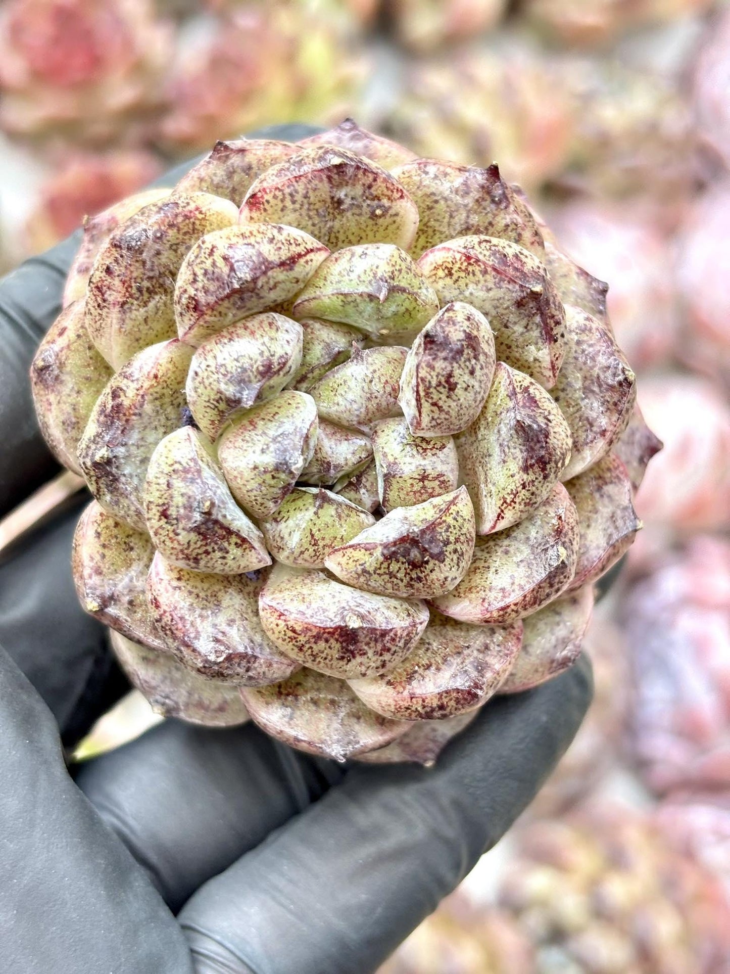 Echeveria Black Sand Beach | Live Succulent Plant | Korean Succulent | Variegated Echeveria | Imported Plants | Echeveria Clusters