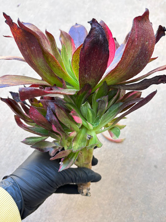 Aeonium Phantom Colorful | Live Succulent Plant | Korean Succulent | Rare Imported Aeonium | Imported Plants