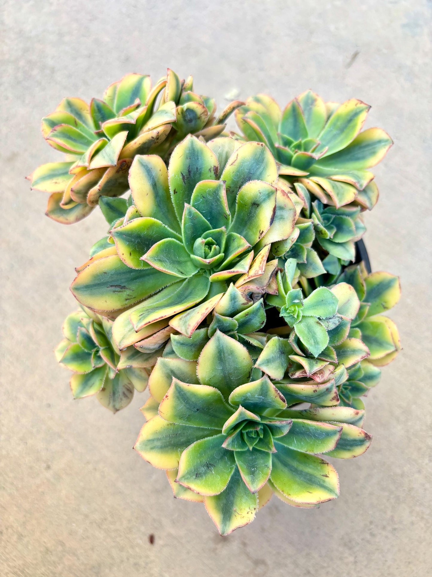 Aeonium Florecens Variegated | Live Succulent Plant | Rare Imported Aeonium | Imported Plants