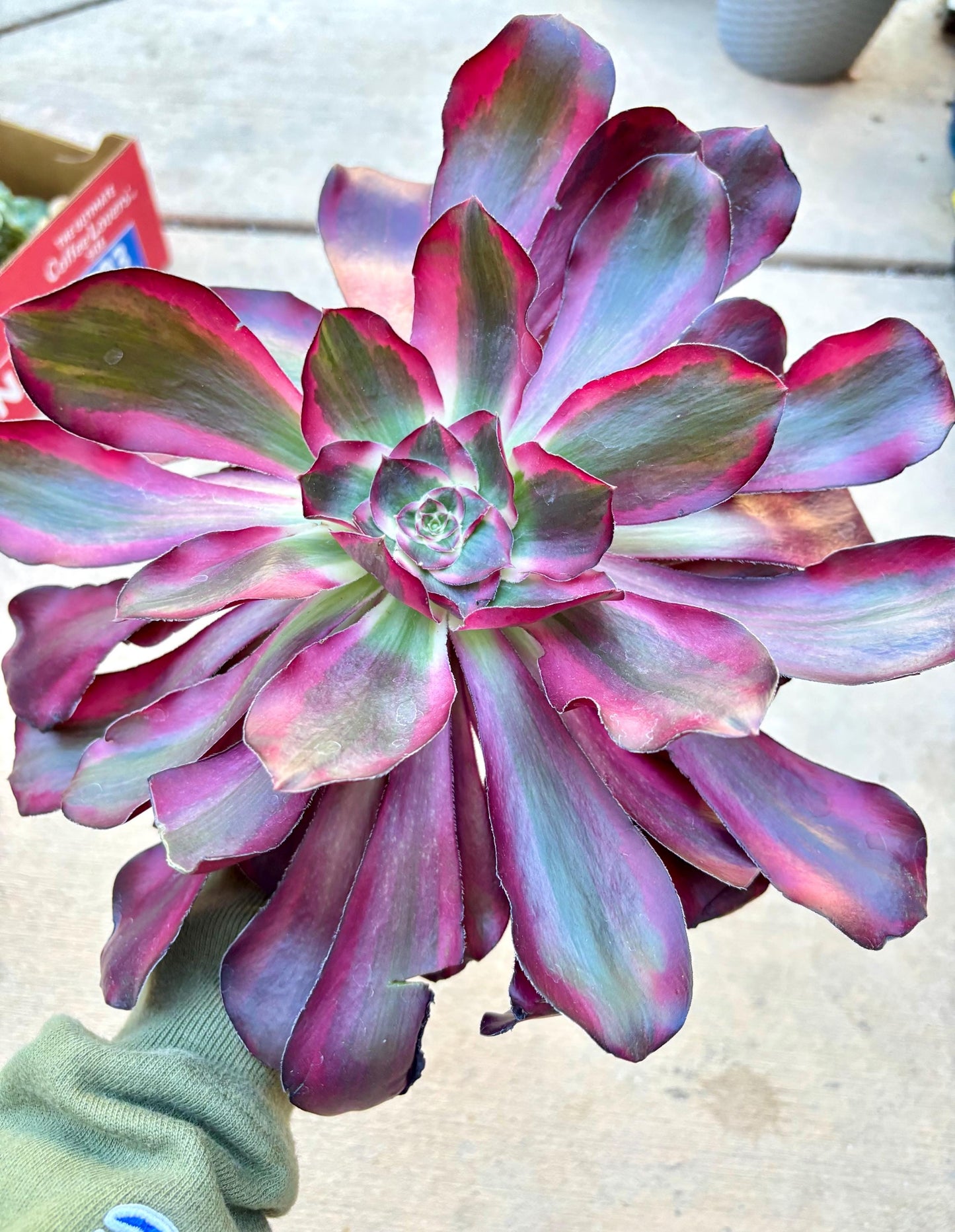 Aeonium Voodoo Variegated | 11” size | Live Succulent Plant | Imported Succulent | Imported Aeonium | Imported Plants