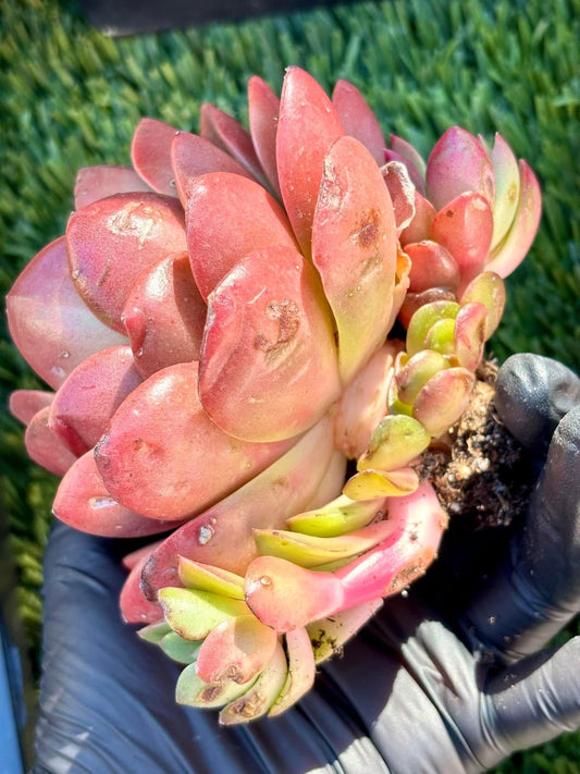 Echeveria Holiday Princess | Live Succulent Plant | Korean Succulent | Rare Imported Echeveria | Imported Plants