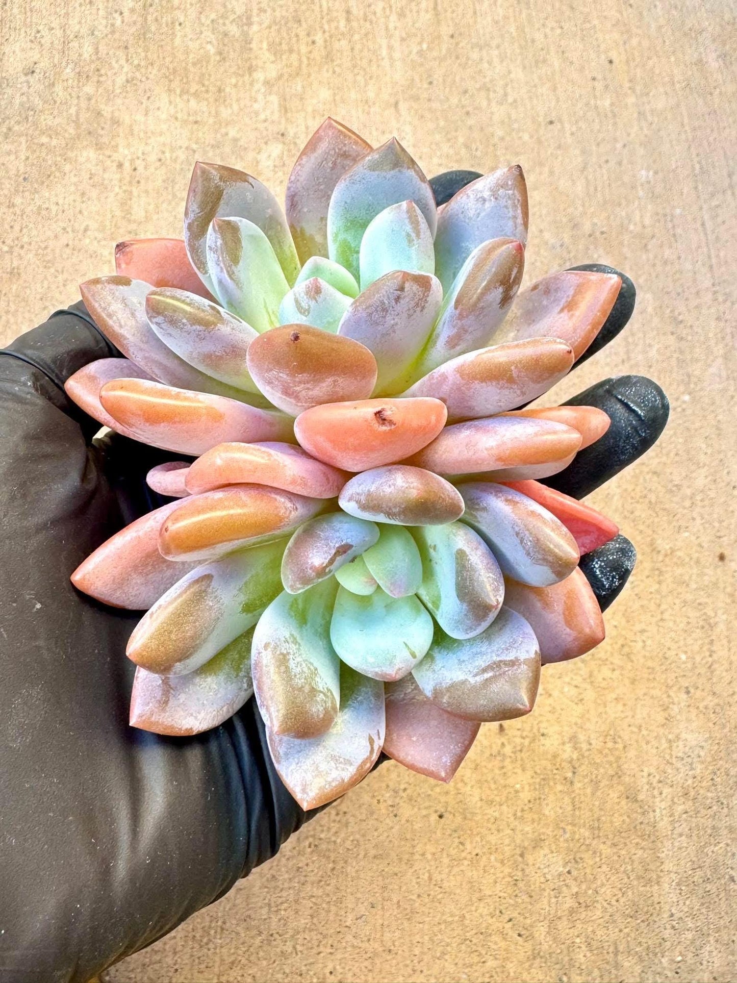 Echeveria Cinderella | Live Succulent Plant | Korean Succulent | Rare Imported Echeveria | Imported Plants