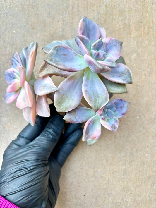 Echeveria Purple Delight Cluster Variegated | Live Succulent Plant | Korean Succulent | Rare Imported Echeveria | Imported Plants