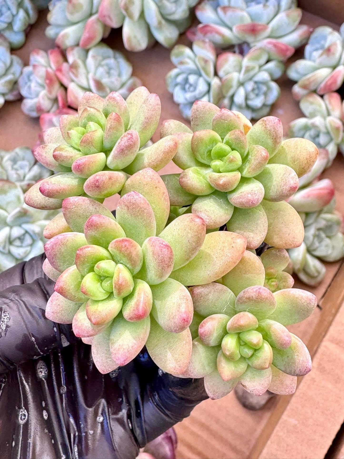 Echeveria Shangri-La | Live Succulent Plant | Korean Succulent | Rare Imported Echeveria | Imported Plants