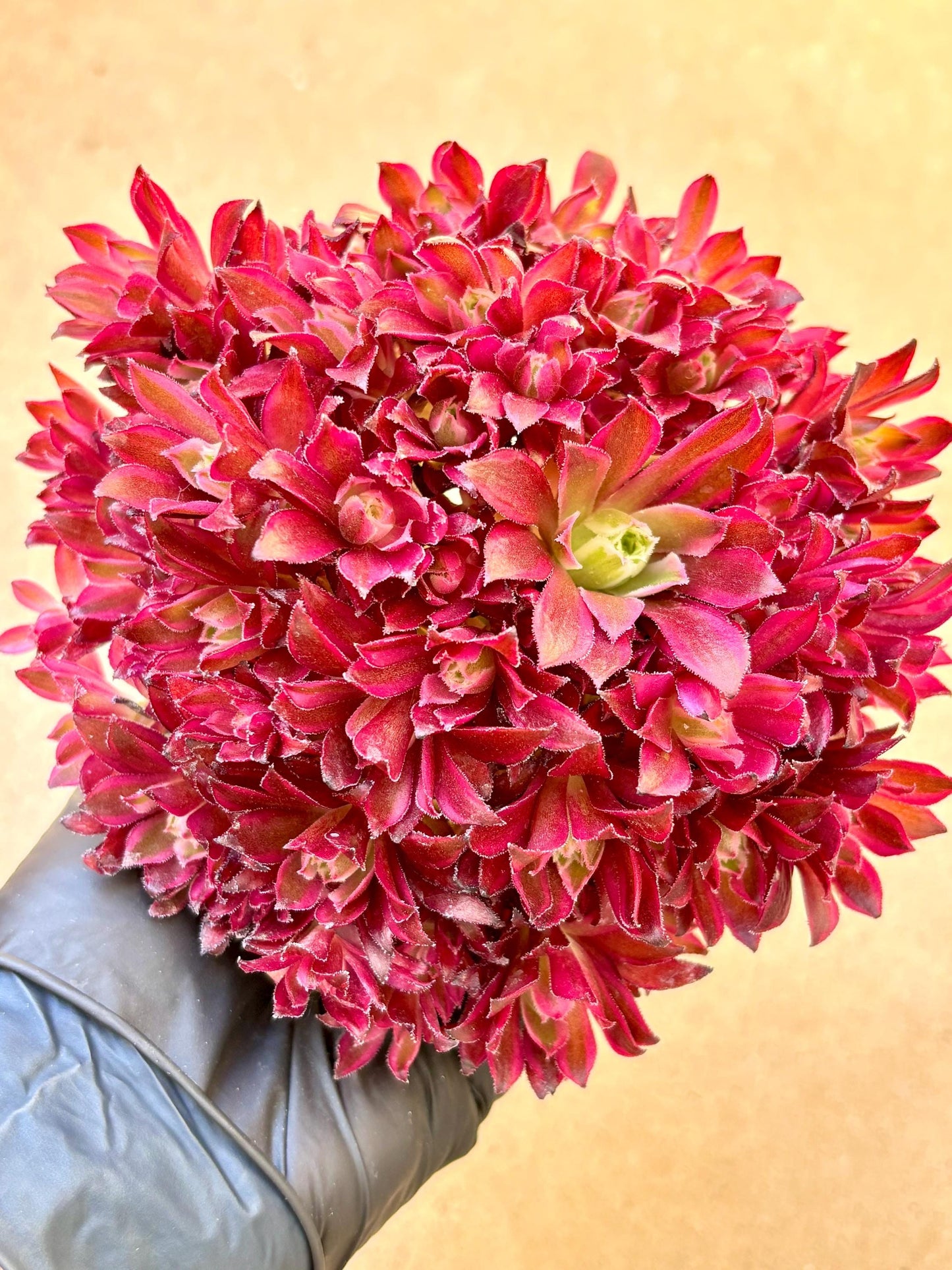 Aeonium Rosefinch Variegated Lollipop | Live Succulent Plant | Korean Succulent | Rare Imported Aeonium | Imported Plants