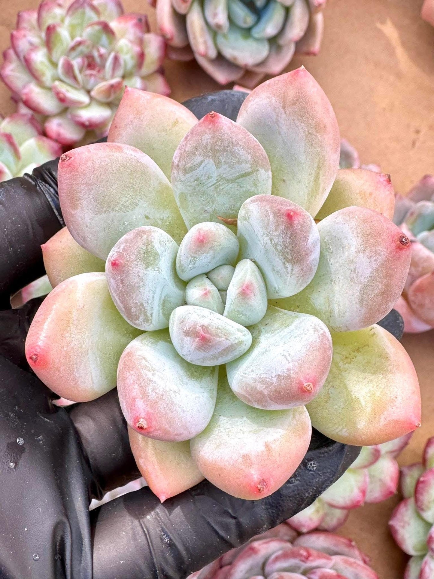 Echeveria Carola Beauty | Live Succulent Plant | Korean Succulent | Rare Imported Echeveria | Imported Plants