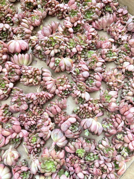 Echeveria Ruby | Live Succulent Plant | Korean Succulent | Variegated Echeveria | Imported Plants | Echeveria Clusters