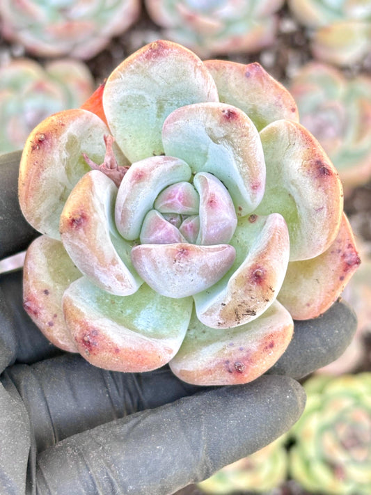Echeveria Nova | Live Succulent Plant | Imported Plants | Imported Echeveria