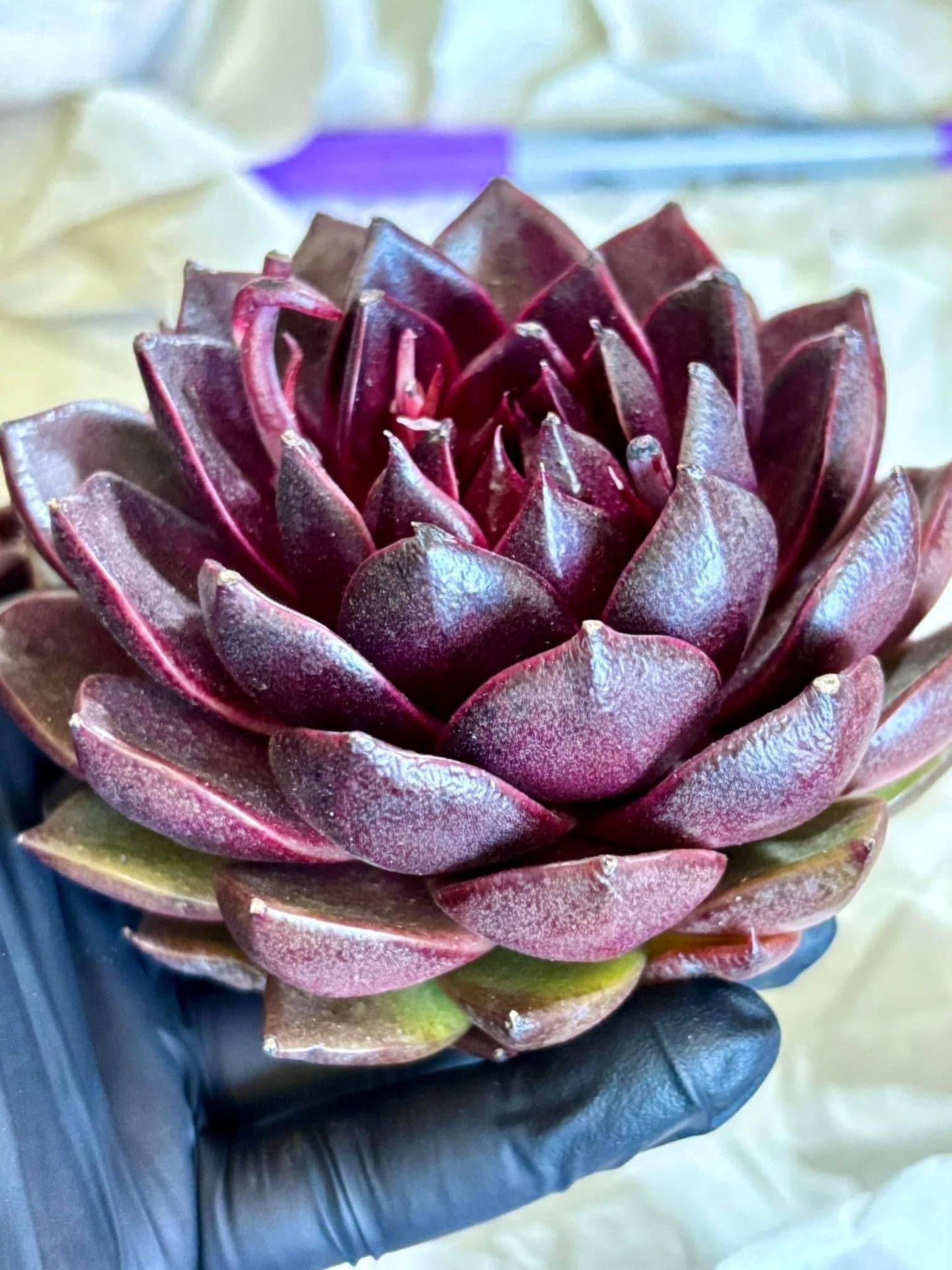 Echeveria Black Fox | Live Succulent Plant | Korean Succulent | Rare Imported Echeveria | Imported Plants