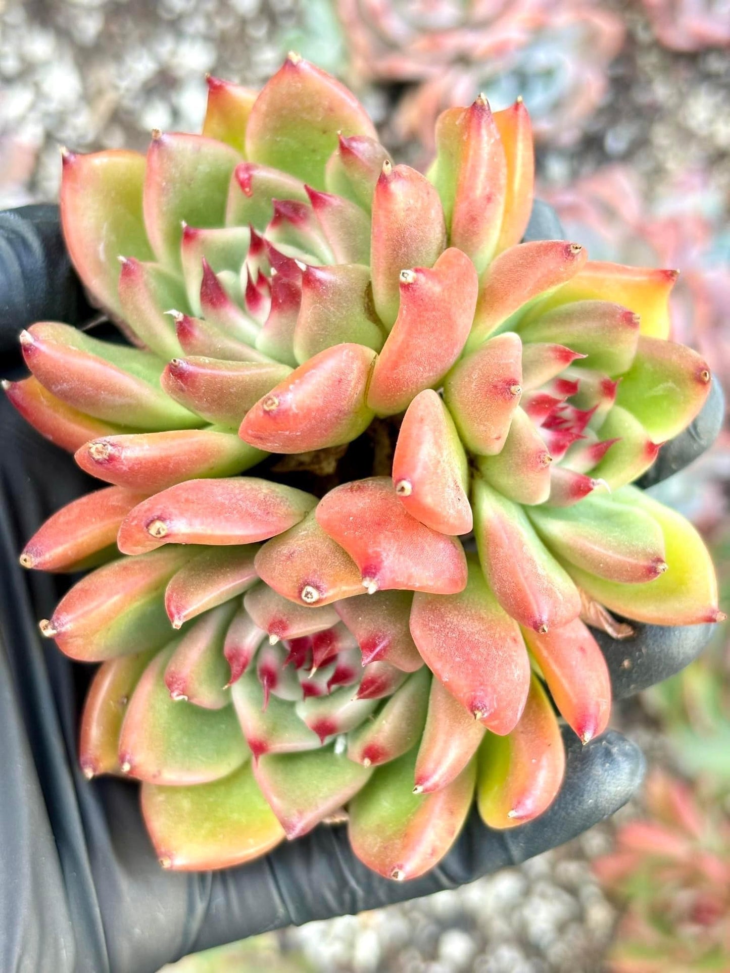 Echeveria Garcia | Live Succulent Plant | Echeveria Cluster | Rare Imported Echeveria | Imported Plants