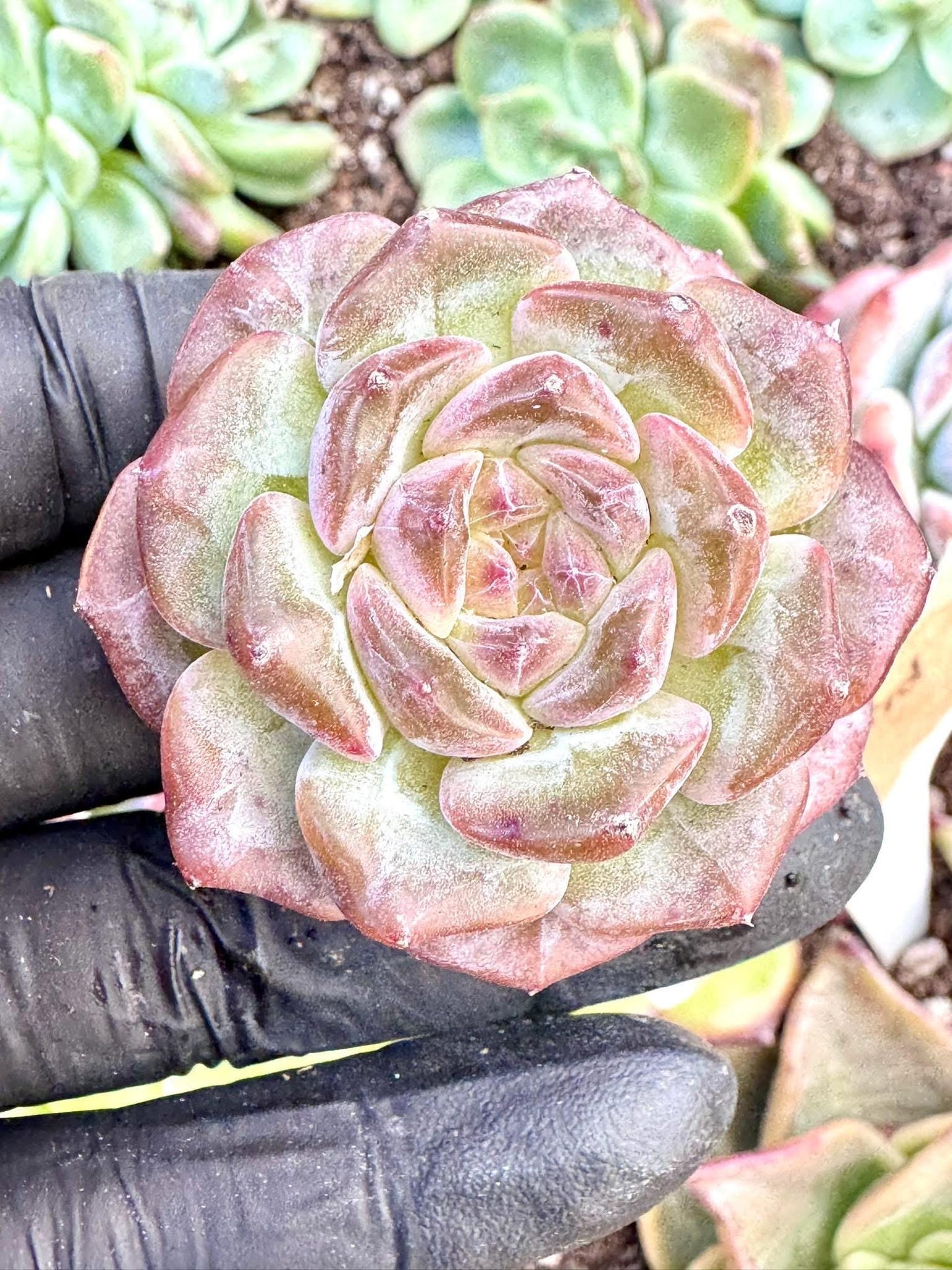 Echeveria Purple Mood | Live Succulent Plant | Korean Succulent | Variegated Echeveria | Imported Plants | Echeveria Clusters