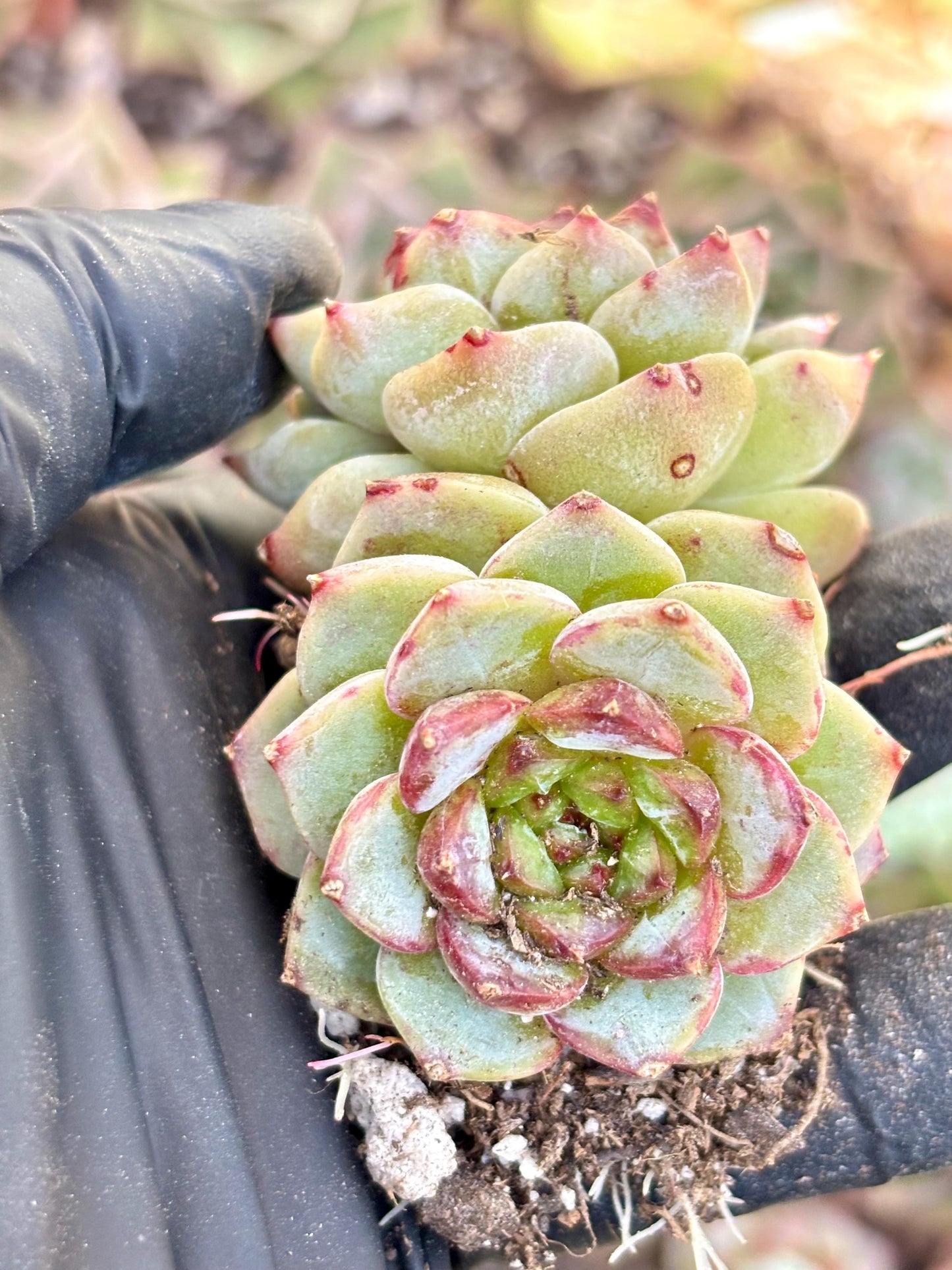 Echeveria Red Velvet (5pcs) | Live Succulent Plant | Korean Succulent | Rare Imported Echeveria | Imported Plants