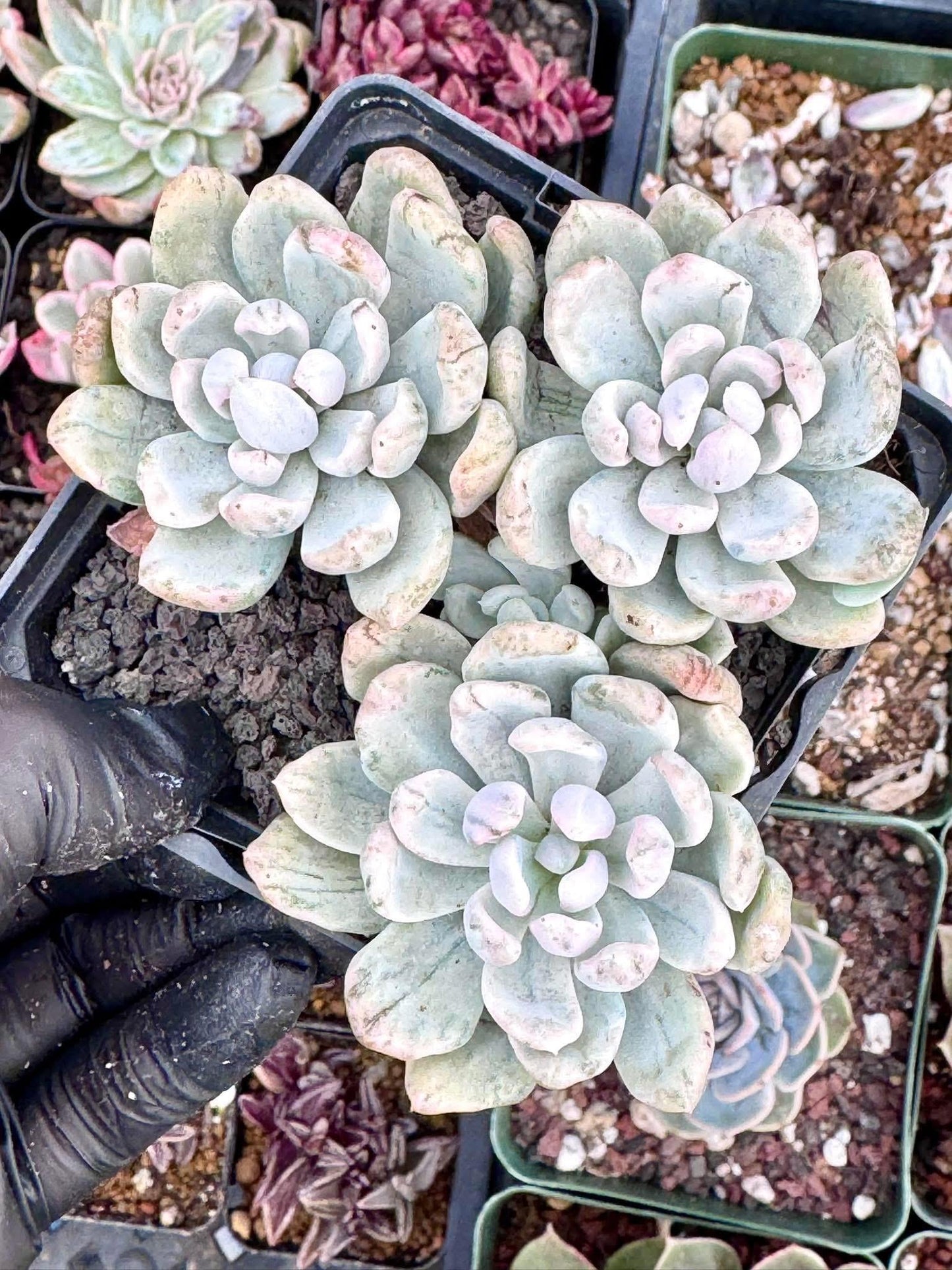 Echeveria Rolly Polly Variegated | Live Succulent Plant | Korean Succulent | Rare Imported Echeveria | Imported Plants