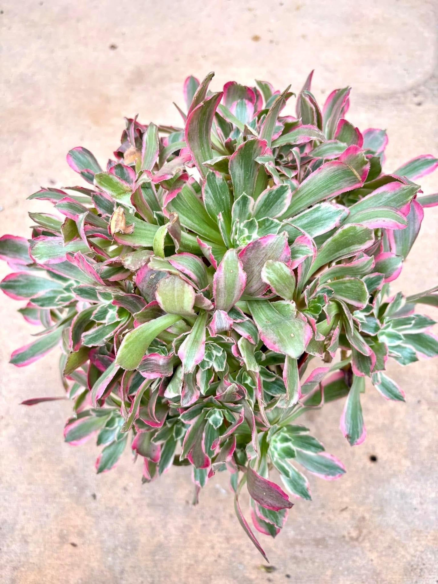Aeonium White Ballet variegated | 11” width | Live Succulent Plant | Korean Succulent | Variegated aeonium | Imported Plants |