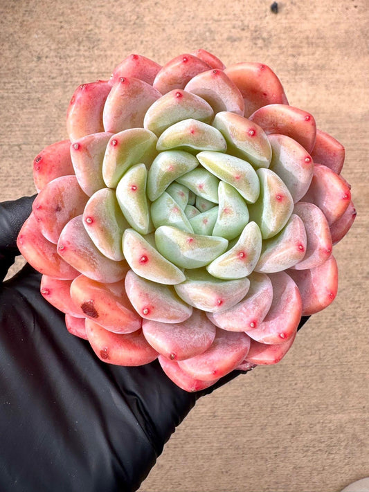 Echeveria Pink Beauty | Rare Imported Succulent | Collector’s Succulent