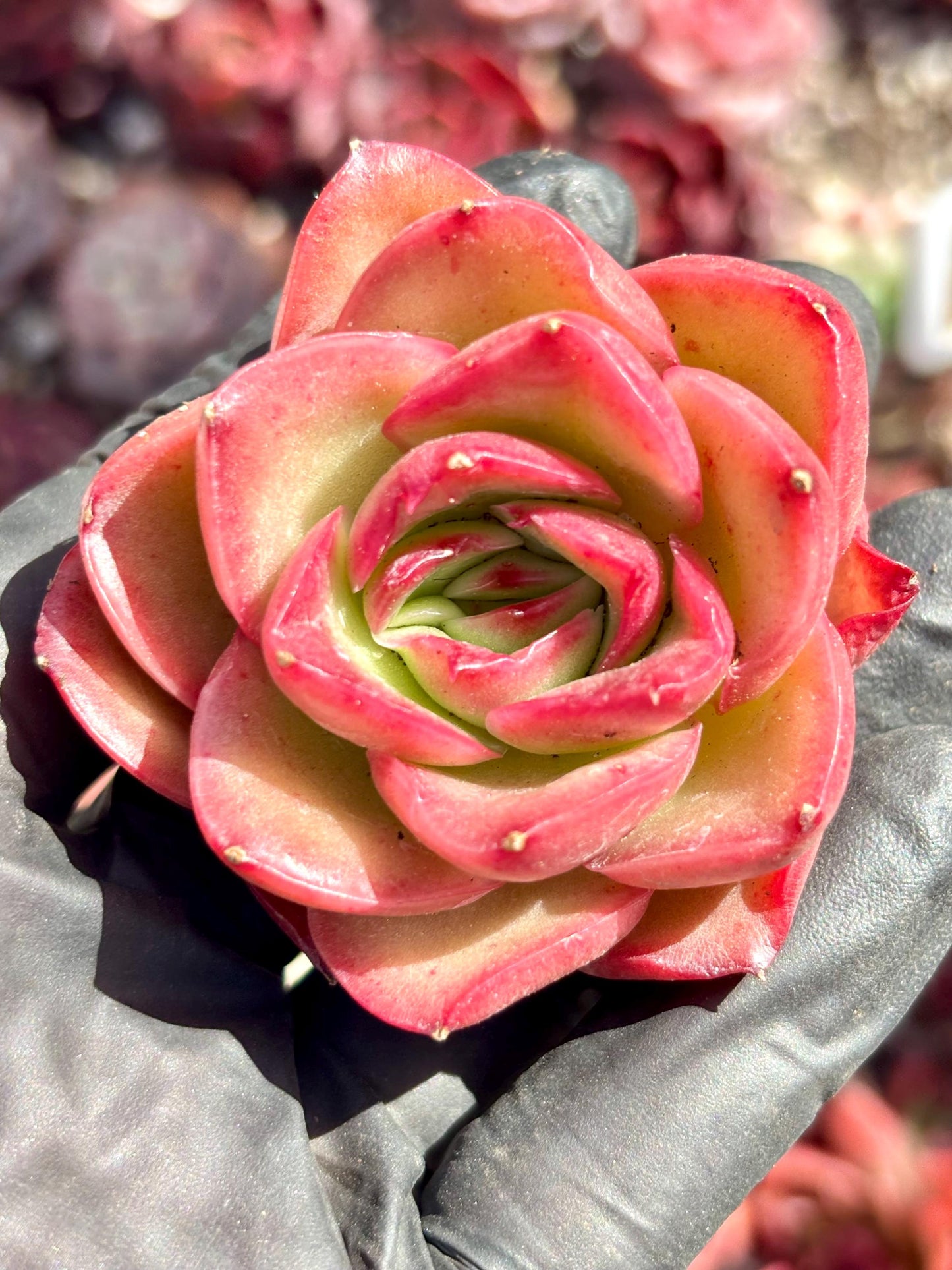 Echeveria Dream | Live Succulent Plant | Korean Succulent | Variegated Echeveria | Imported Plants