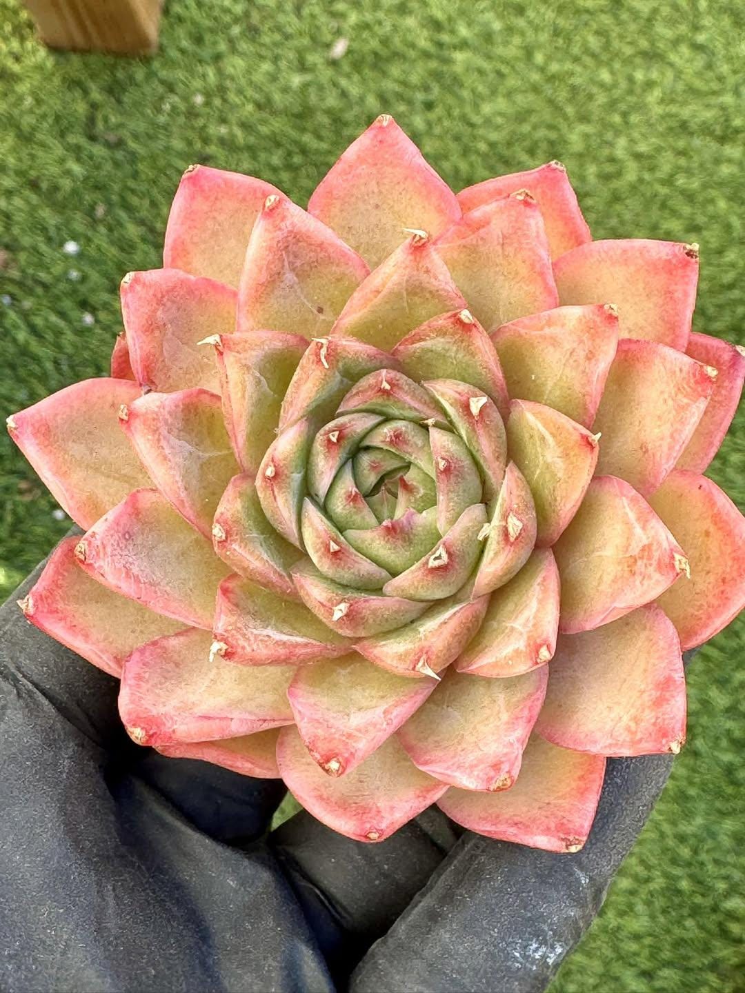 Echeveria Good Mood | Rare Imported Succulent | Collector’s Succulent