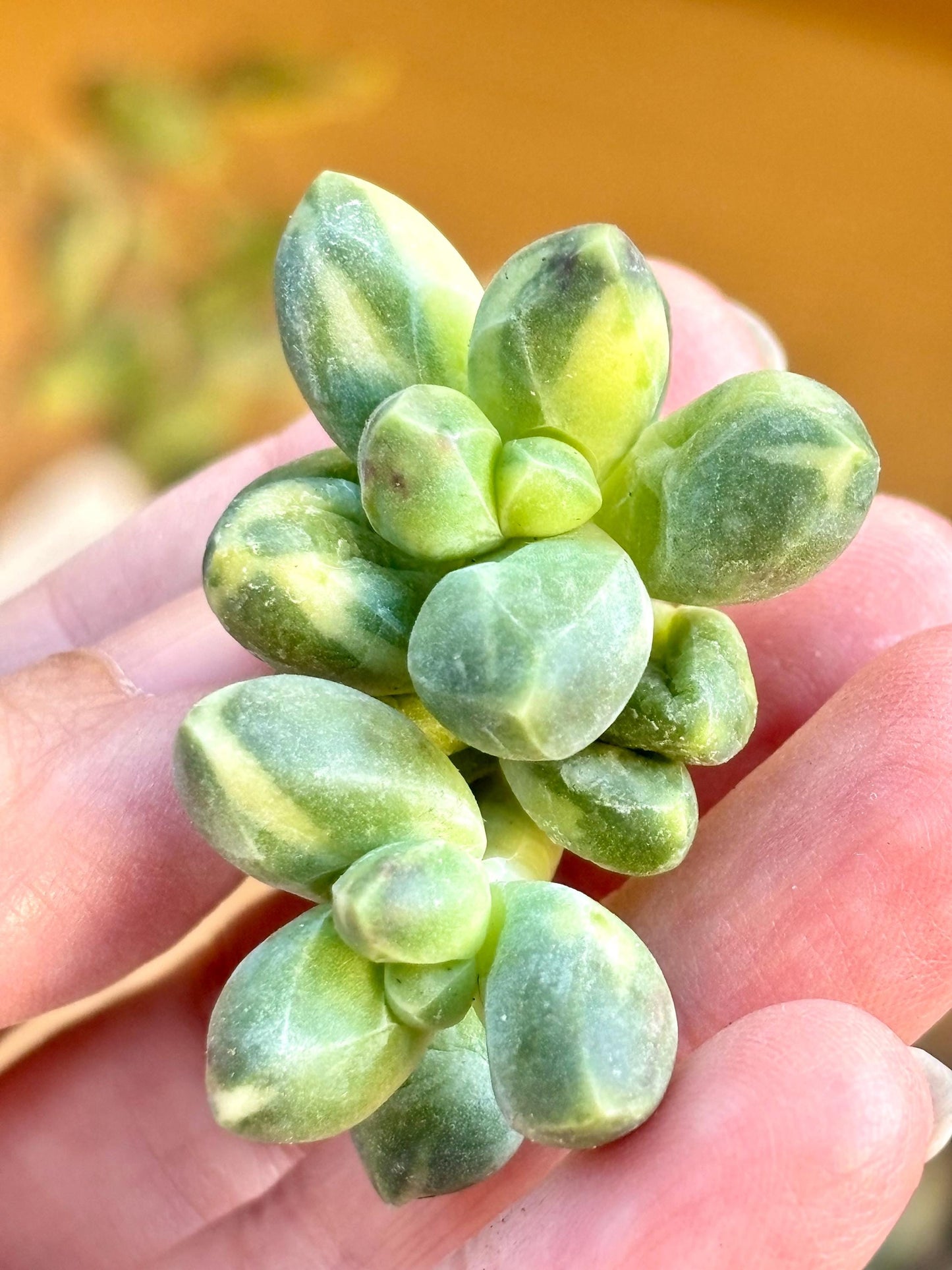 Pachyphytum compactum variegated | Live Succulent Plant | Echeveria Cluster | Rare Imported Echeveria | Imported Plants