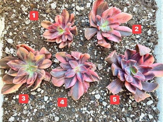 Echeveria Hanaikada Variegated | Live Succulent Plant | Korean Succulent | Variegated Pachyveria | Imported Plants