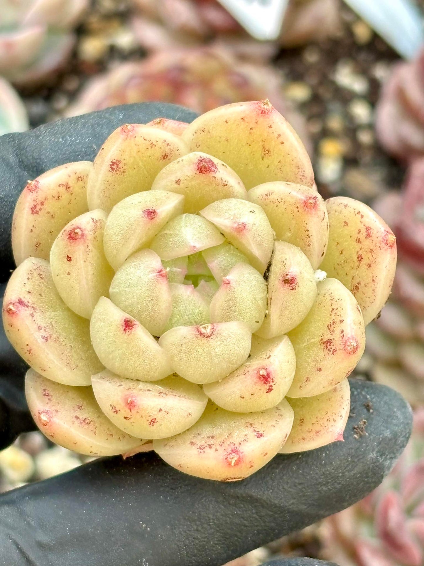 Echeveria Ice Crystal | Live Succulent Plant | Korean Succulent | Rare Imported Echeveria | Imported Plants