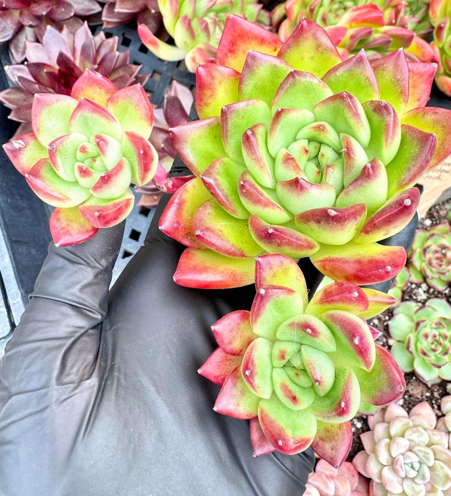 Echeveria Red Fan | Live Succulent Plant | Korean Succulent | Variegated Pachyveria | Imported Plants