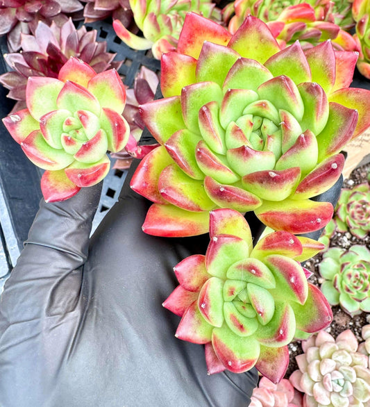 Echeveria Red Fan | Live Succulent Plant | Korean Succulent | Variegated Pachyveria | Imported Plants