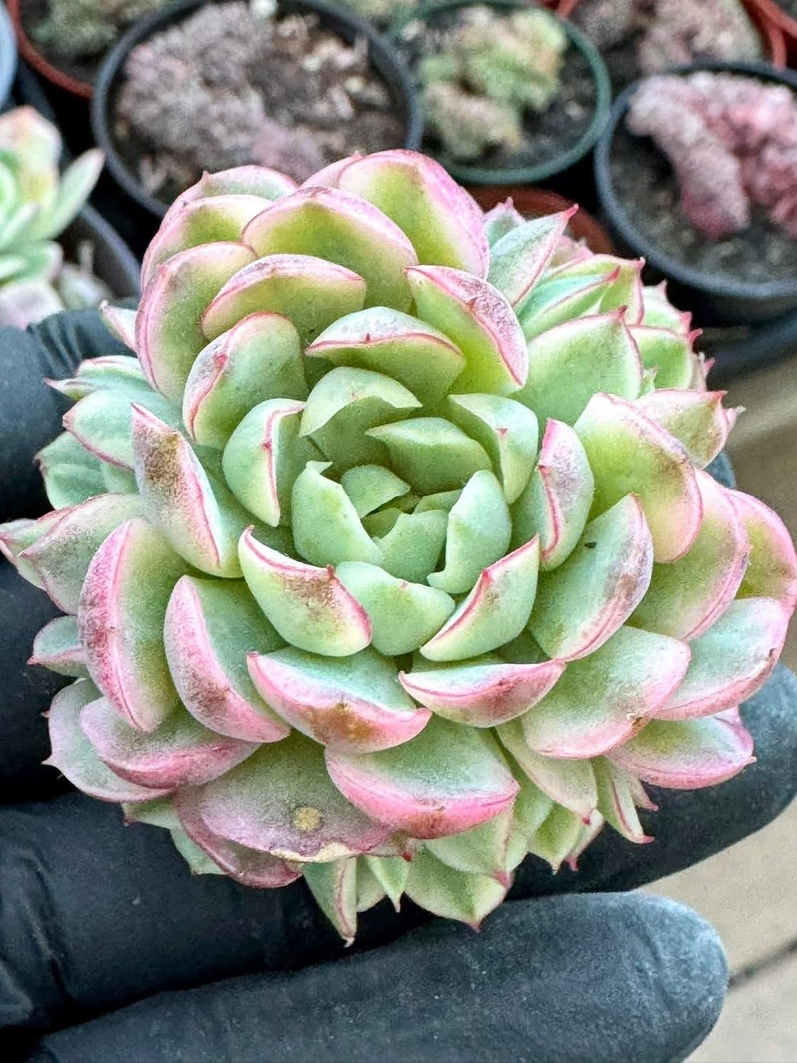 Echeveria Dream Rose Variegated | Rare Imported Succulent | Collector’s Succulent