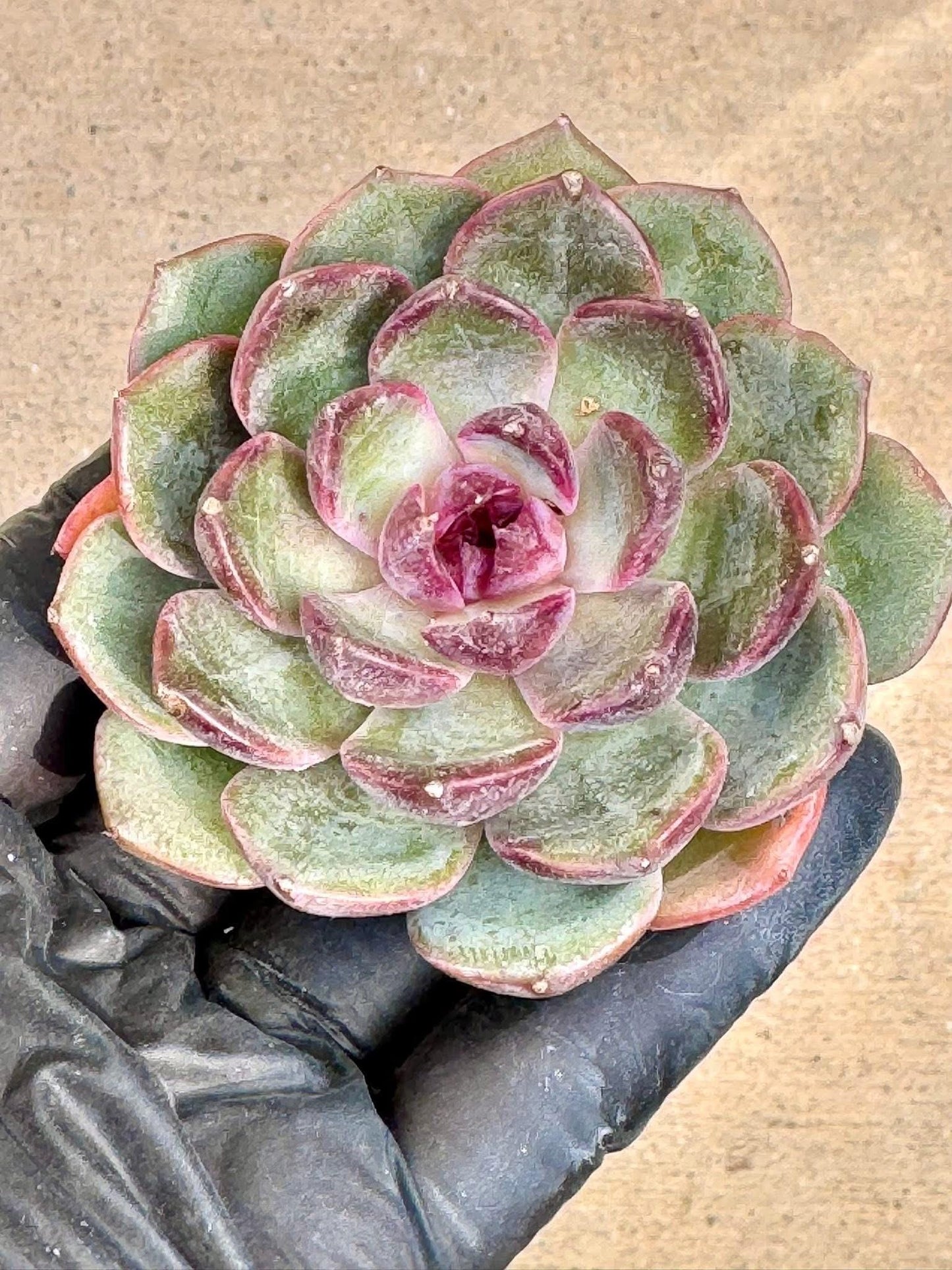 Echeveria Blueberry | Live Succulent Plant | Korean Succulent | Rare Imported Echeveria | Imported Plants