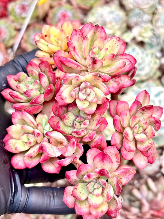 Echeveria Minibelle Variegated | Live Succulent Plant | Korean Succulent | Variegated Echeveria | Imported Plants